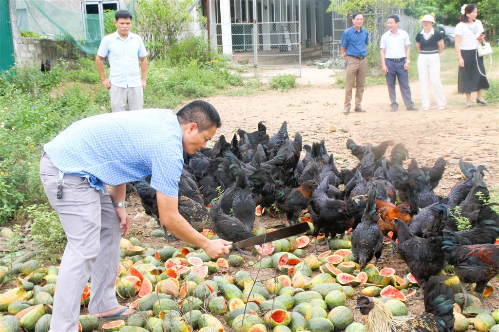 Đánh giá kết quả thực hiện mô hình chăn nuôi gà H’Mông tại xã Quỳnh Thắng