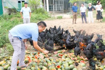 Đánh giá kết quả thực hiện mô hình chăn nuôi gà H’Mông tại xã Quỳnh Thắng