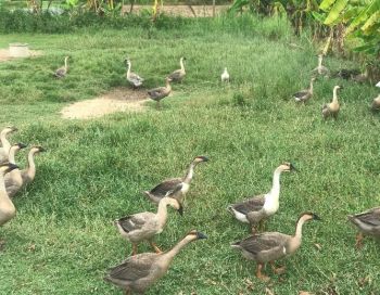 MỘT VÀI KINH NGHIỆM TRONG CHĂN NUÔI NGỖNG