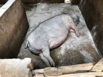 Công văn số 900/CNTY- HCTH.QLDB ề việc hướng dẫn hồ sơ hỗ trợ gia súc bị thiệt hại do bệnh Dịch tả lợn Châu Phi và bệnh Viêm da nổi cục