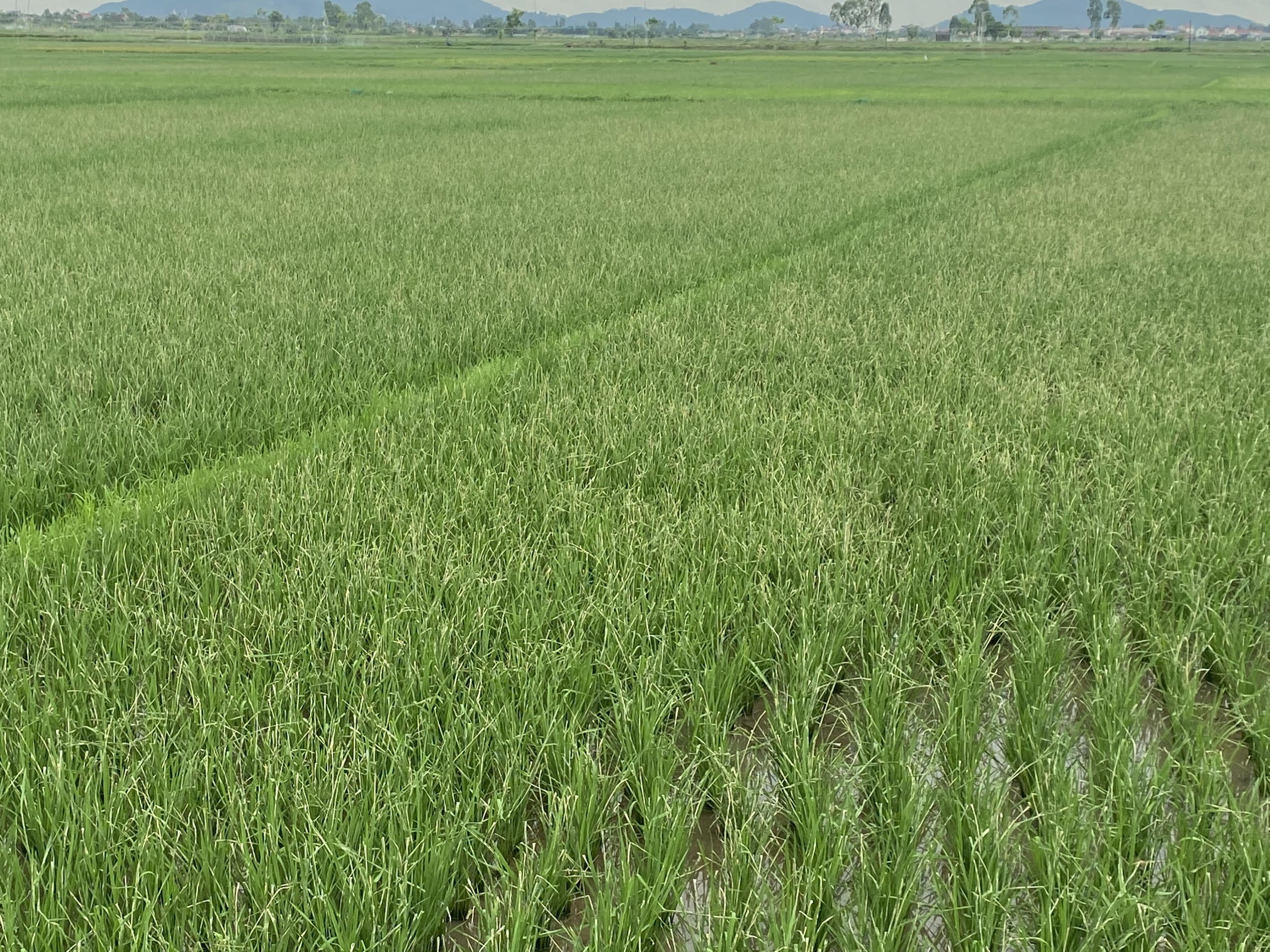 SÂU CUỐN LÁ NHỎ HẠI LÚA